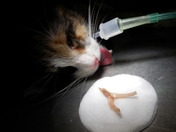 Плазмоцитарный пододерматит кошек. Кошка не просыпается после наркоза. Лимфоцитарно плазмоцитарный стоматогингивит кошек.